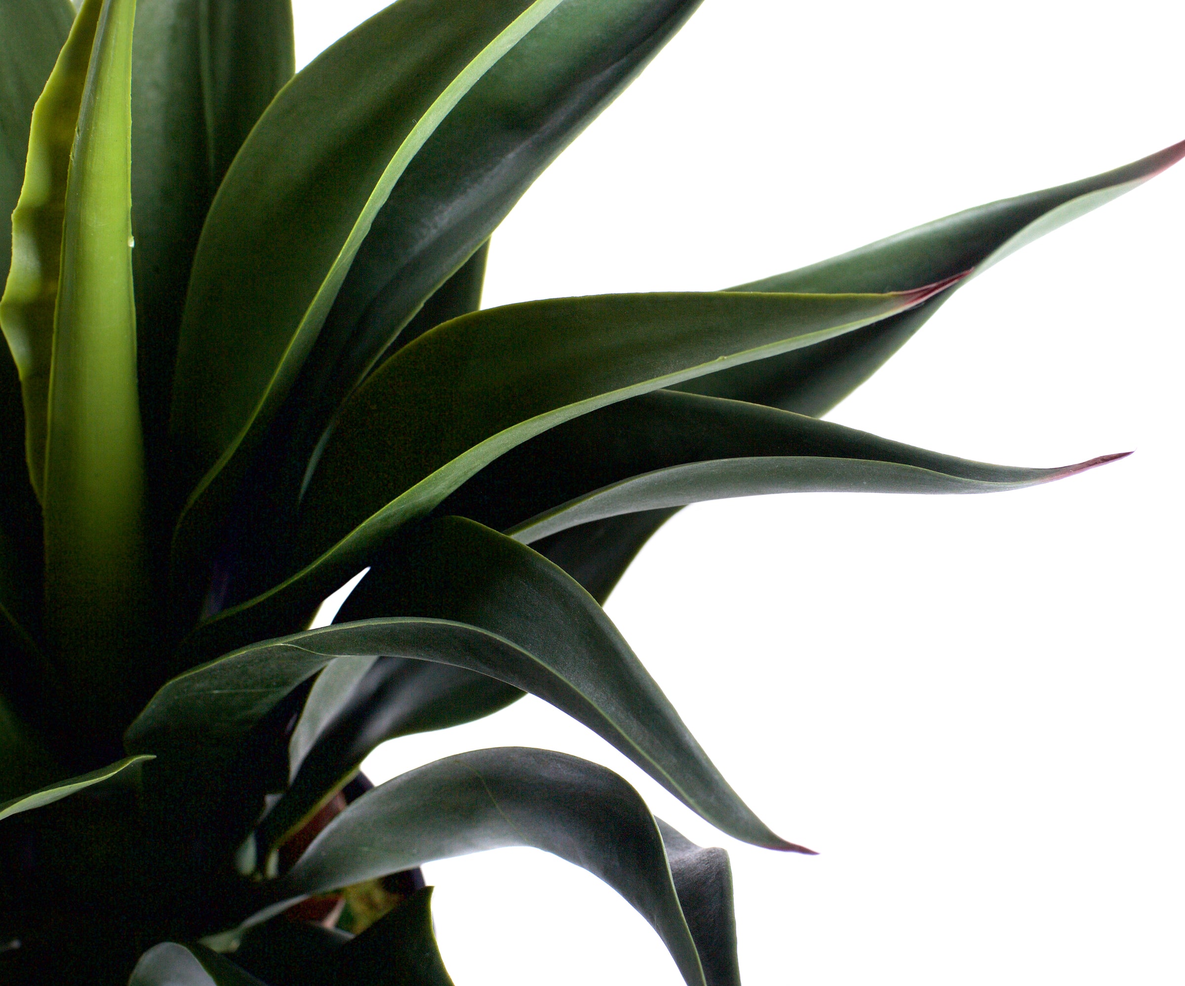 Aloe Vera Plants