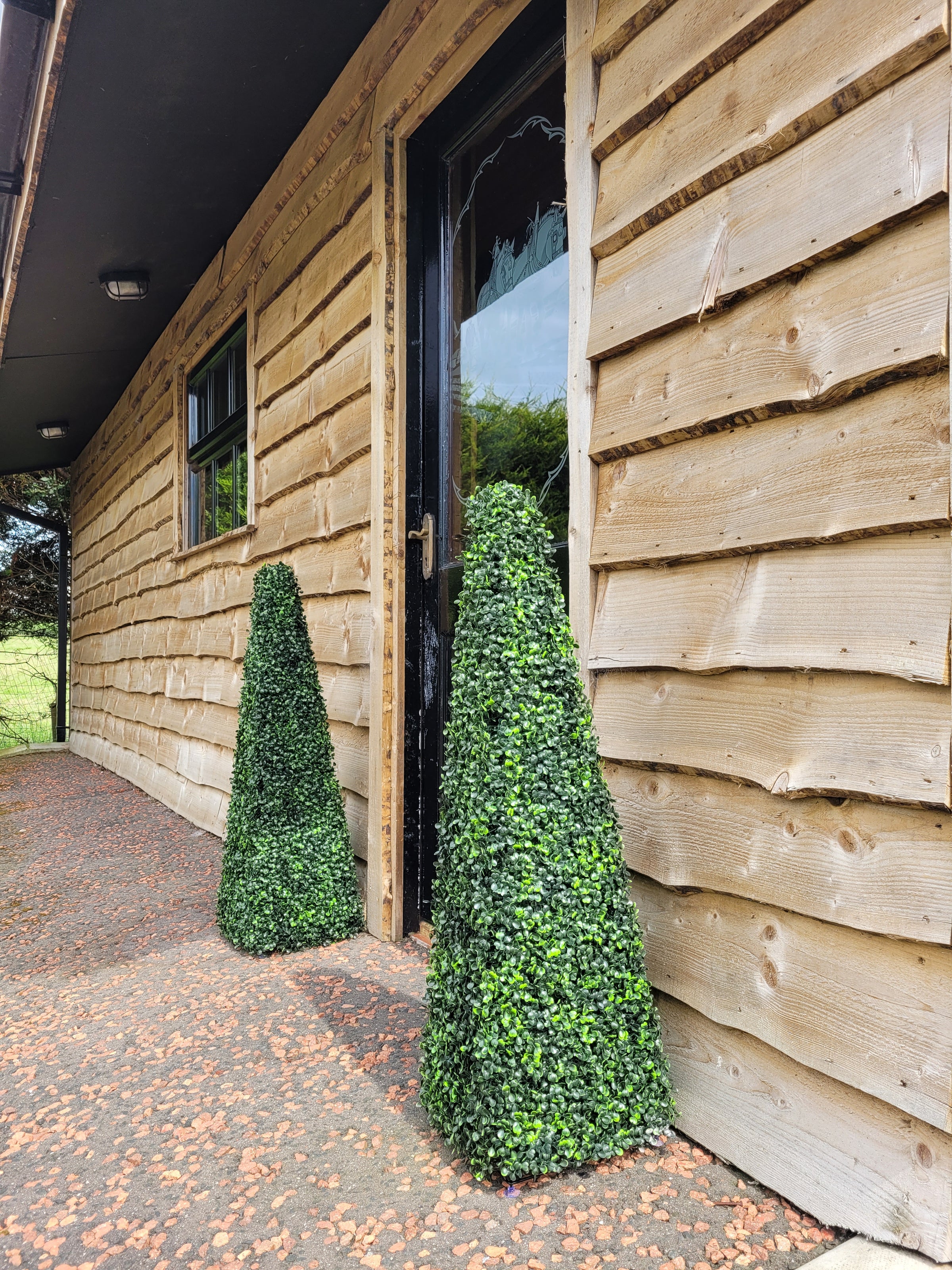 Boxwood Trees