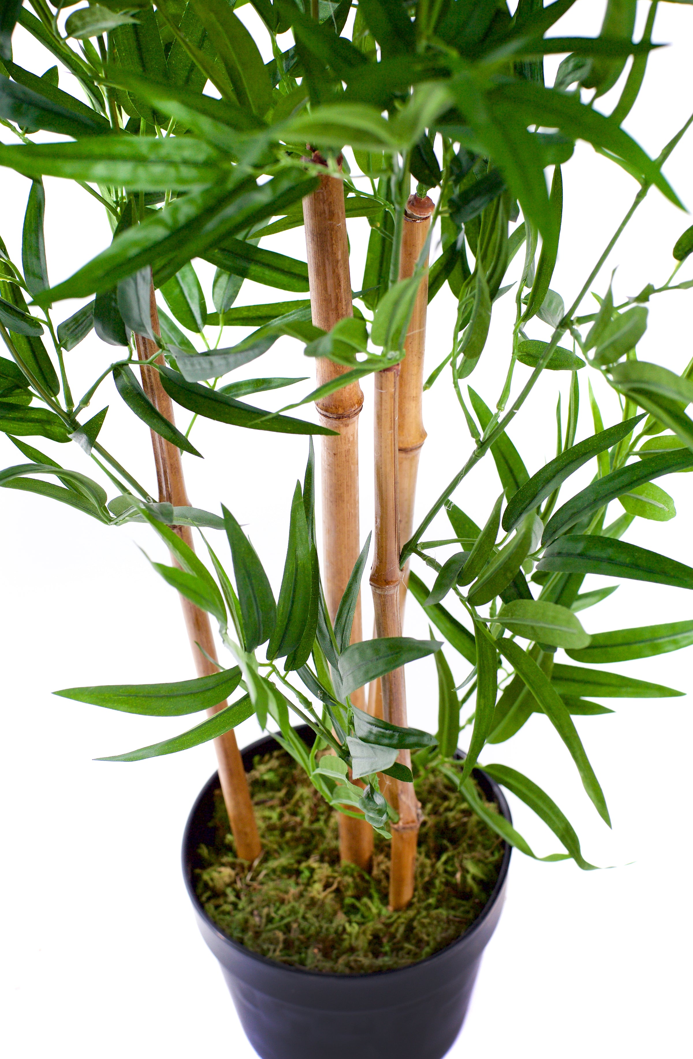 Bamboo Plants