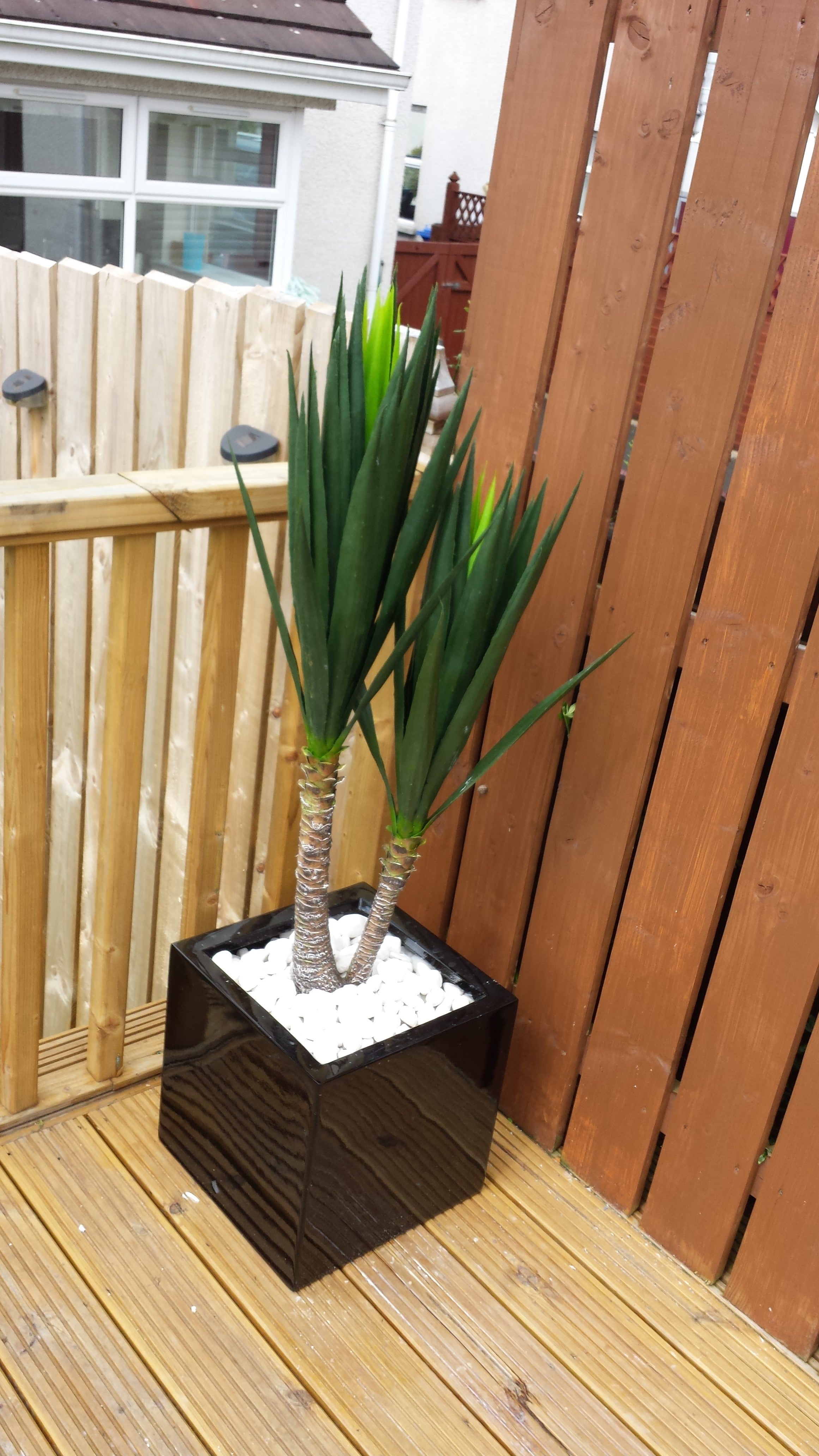 Other Plants