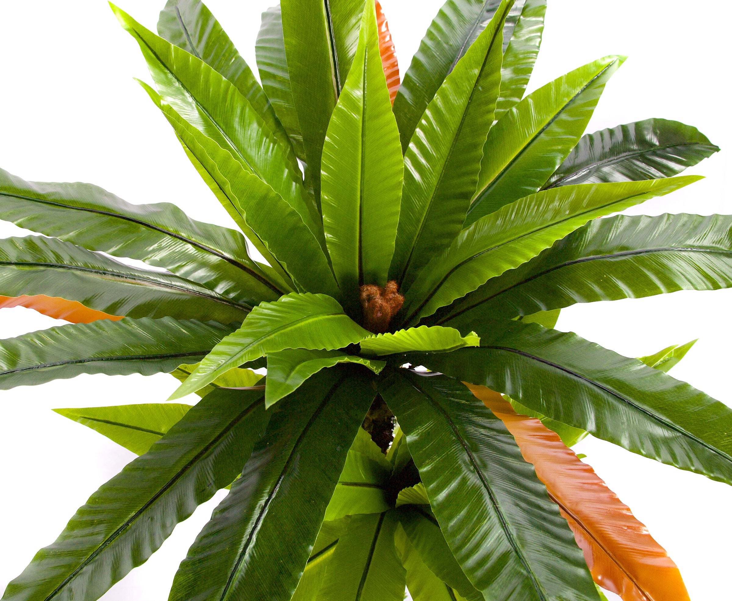 Plants
