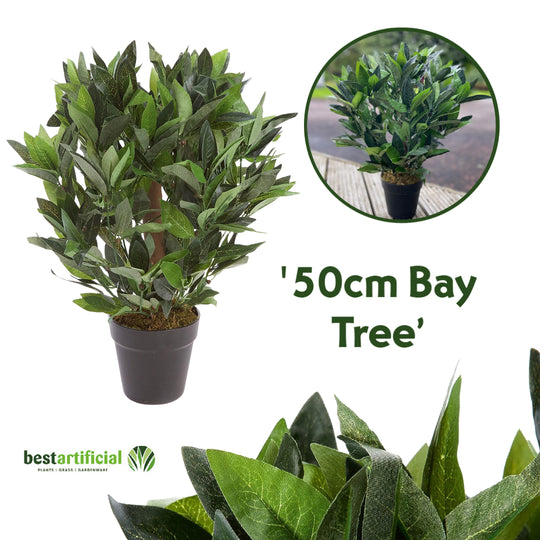 2ft/50cm Dwarf Bay Tree Potted Laurel Plant