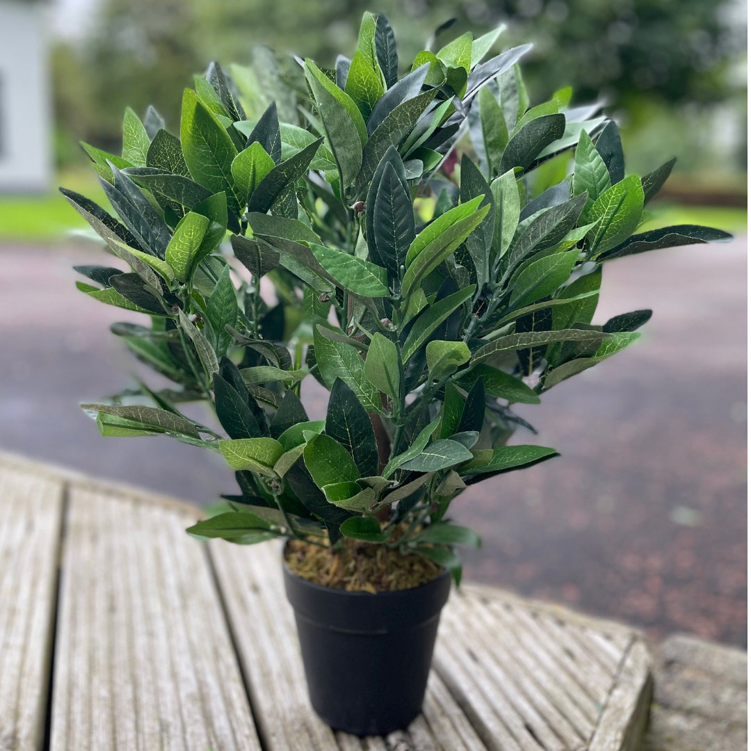 2ft/50cm Dwarf Bay Tree Potted Laurel Plant