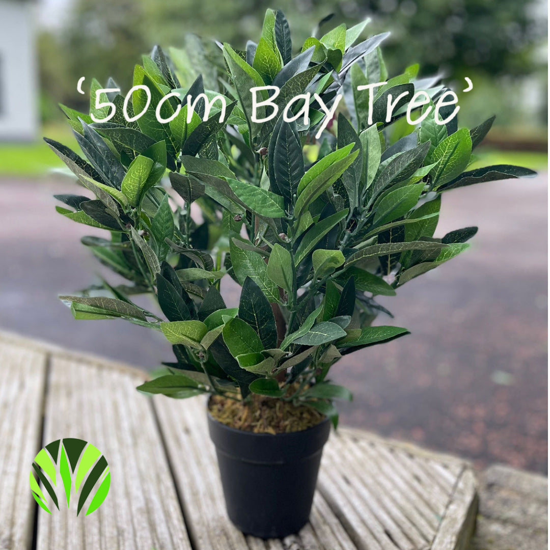 2ft/50cm Dwarf Bay Tree Potted Laurel Plant