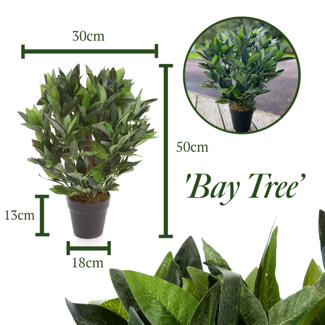 2ft/50cm Dwarf Bay Tree Potted Laurel Plant