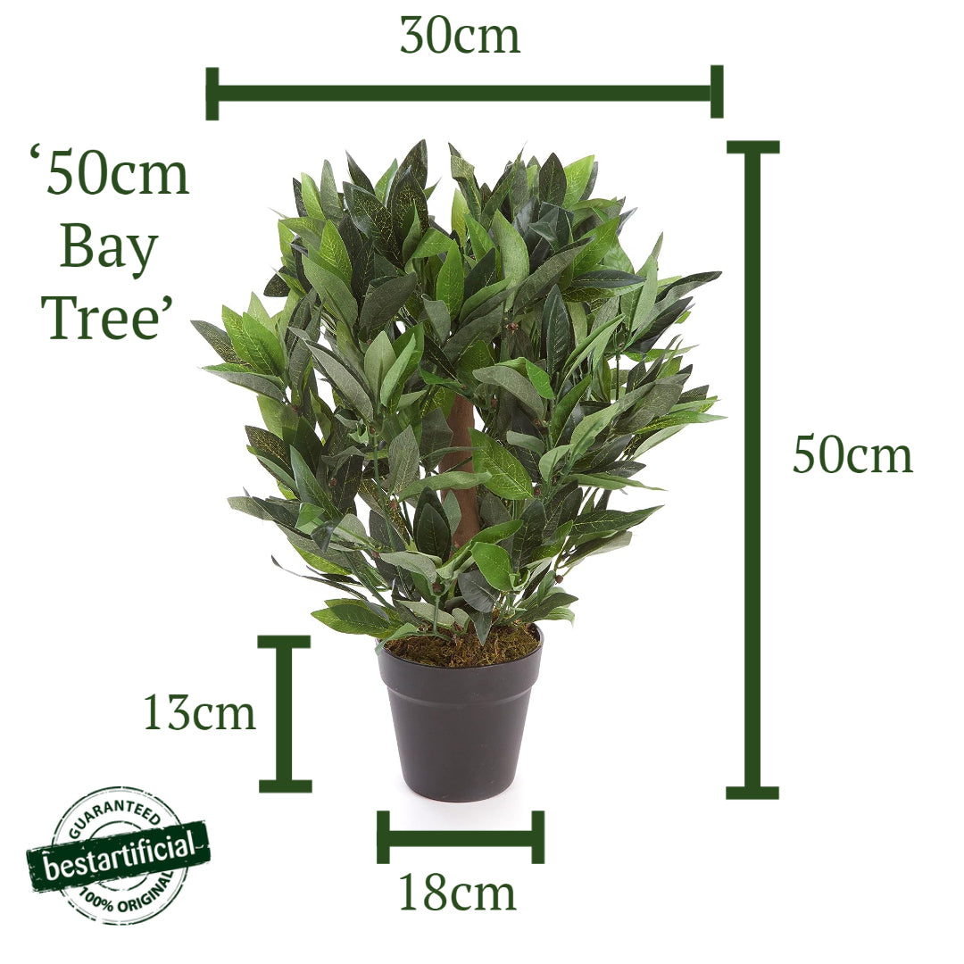 2ft/50cm Dwarf Bay Tree Potted Laurel Plant