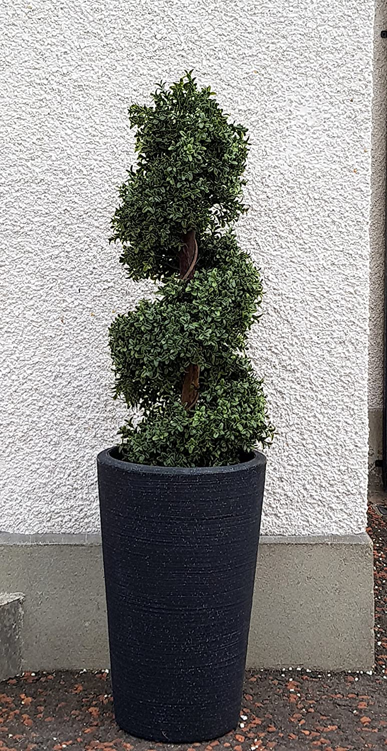 Natural Look 3ft Boxwood Topiary Spiral Tree UV Fade Protected