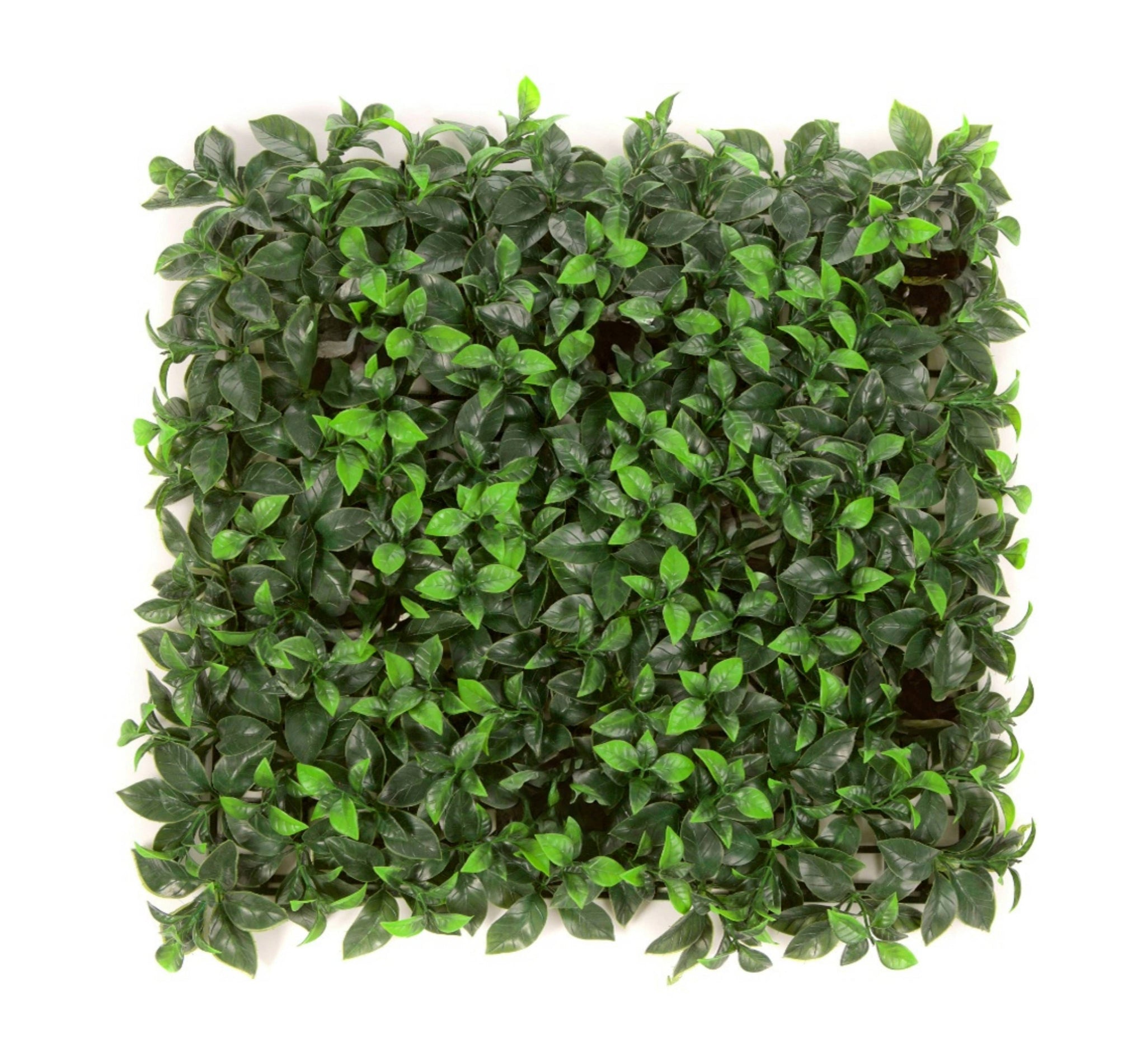 12 of Laurel Flower Hedging Mat - 50cm x 50cm