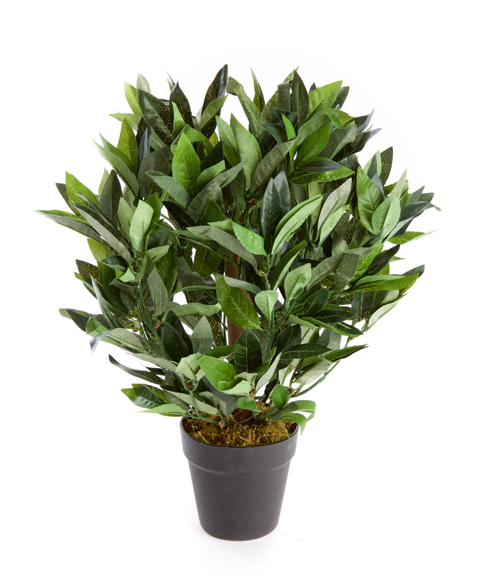 2ft/50cm Dwarf Bay Tree Potted Laurel Plant - front view