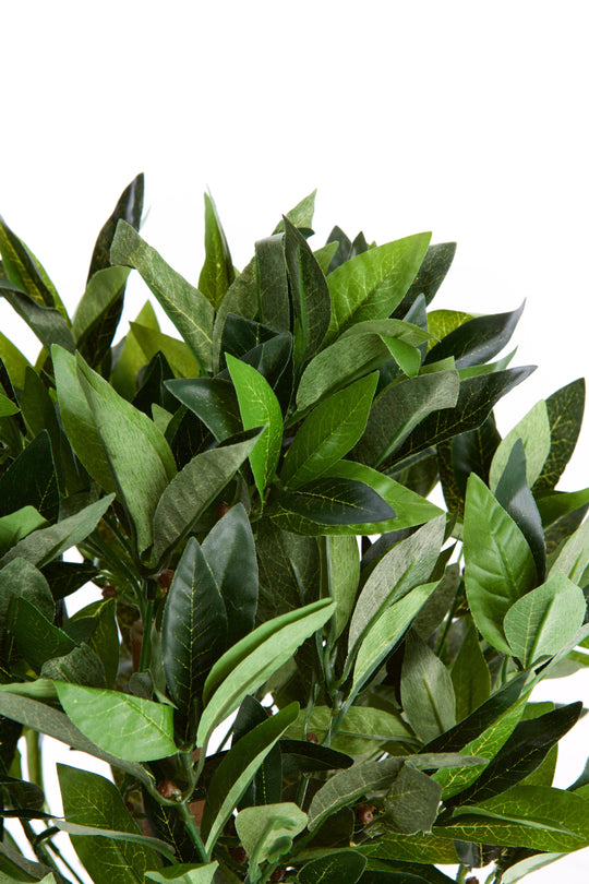 2ft/50cm Dwarf Bay Tree Potted Laurel Plant