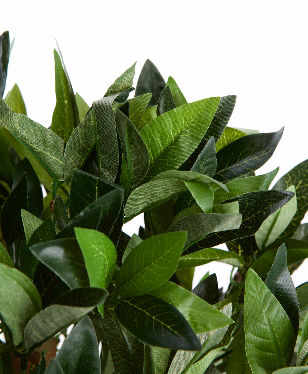 2ft/50cm Dwarf Bay Tree Potted Laurel Plant