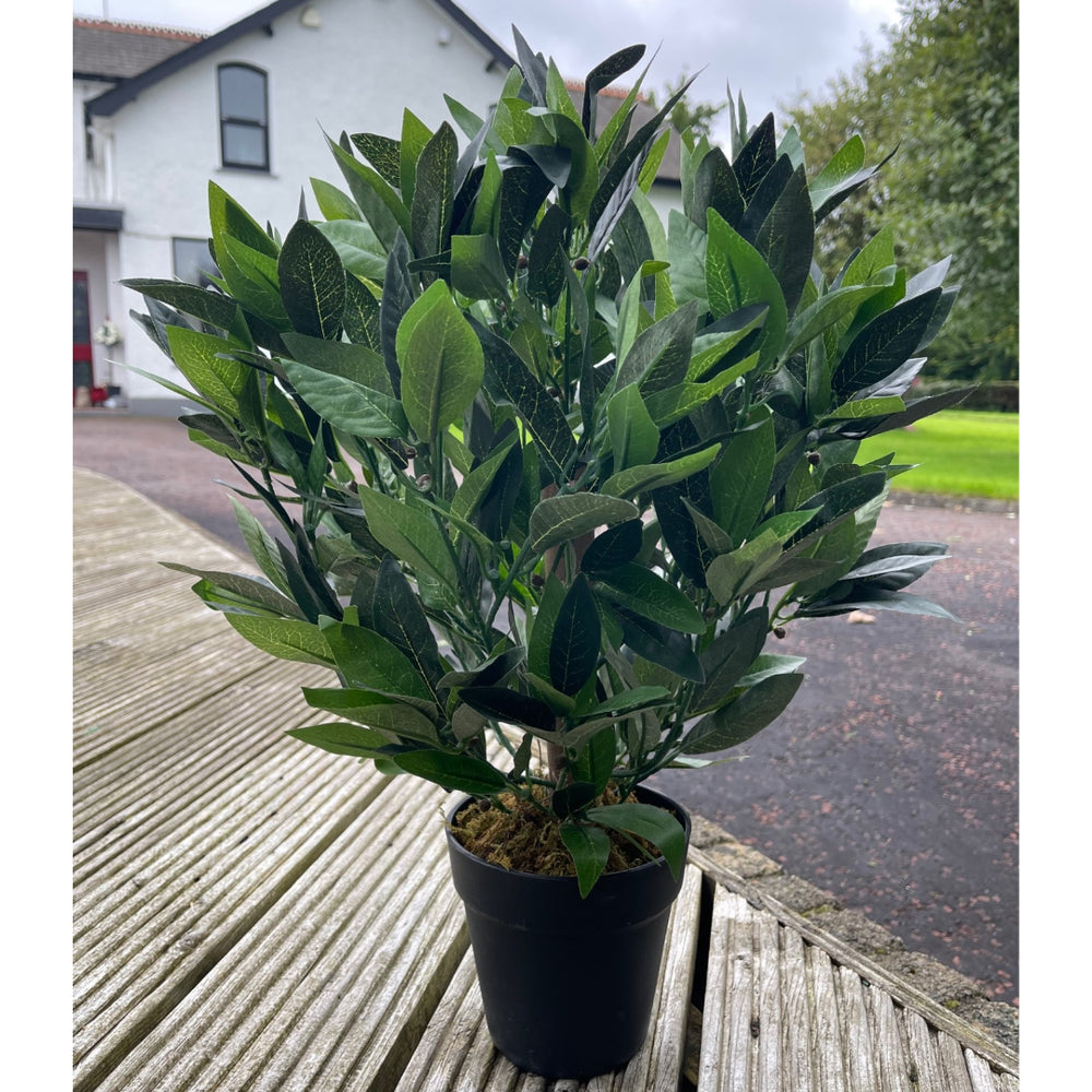 2ft/50cm Dwarf Bay Tree Potted Laurel Plant