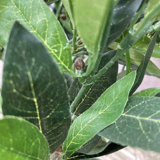 2ft/50cm Dwarf Bay Tree Potted Laurel Plant