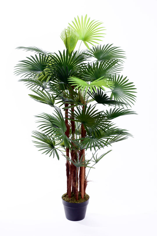 Best Artificial Spider Finger Palm Tree