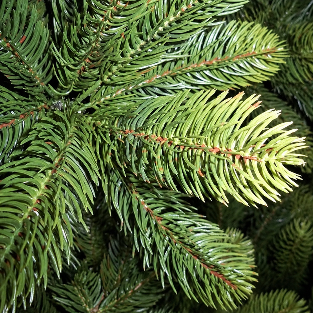 Best Artificial Premium Full PE Tips Christmas Tree - close-up