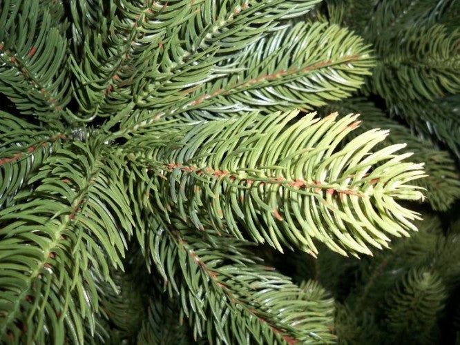 Best Artificial Premium Full PE Tips Christmas Tree