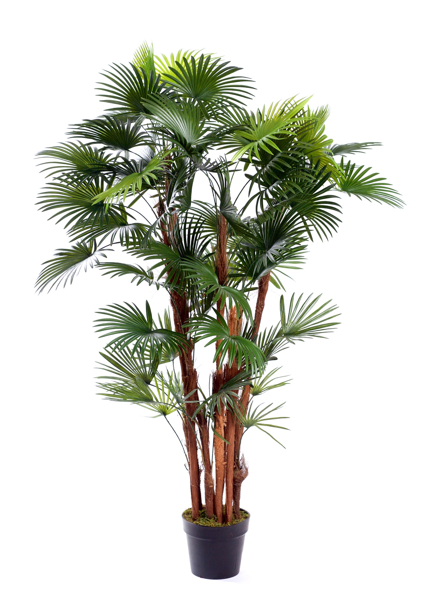 Best Artificial Spider Finger Palm Tree