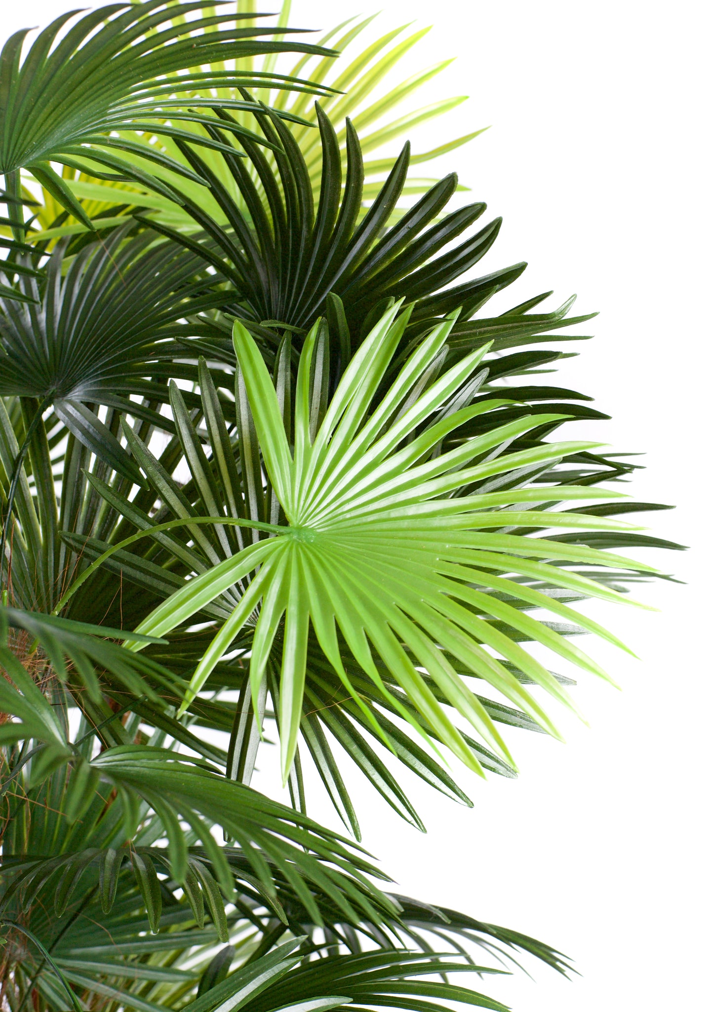 Best Artificial Spider Finger Palm Tree