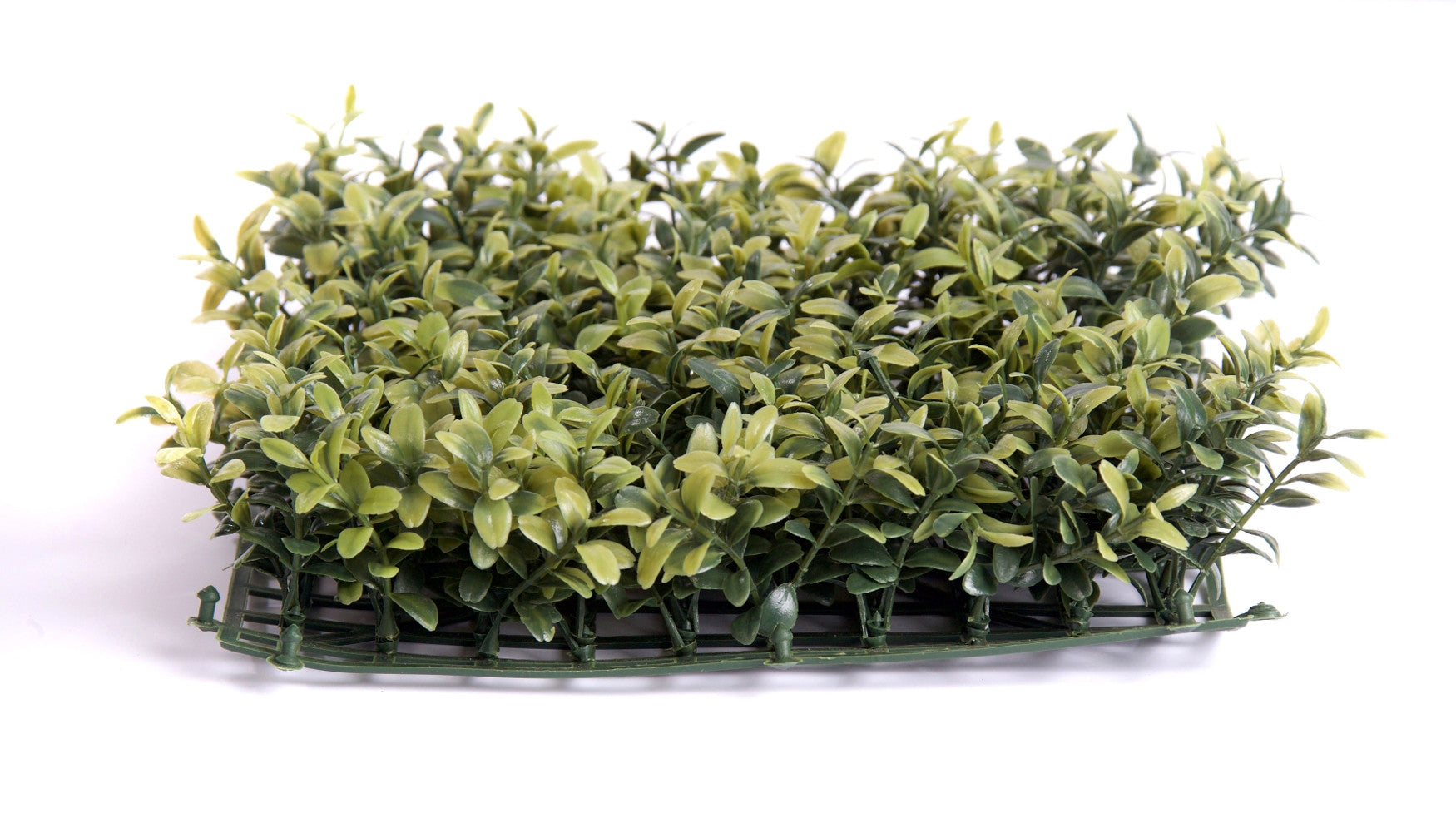 Premium Boxwood Topiary Top Mat Hedging - 25cm x 25cm