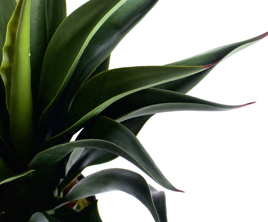 Best Artificial 2ft - 60cm Aloe Vera Plant